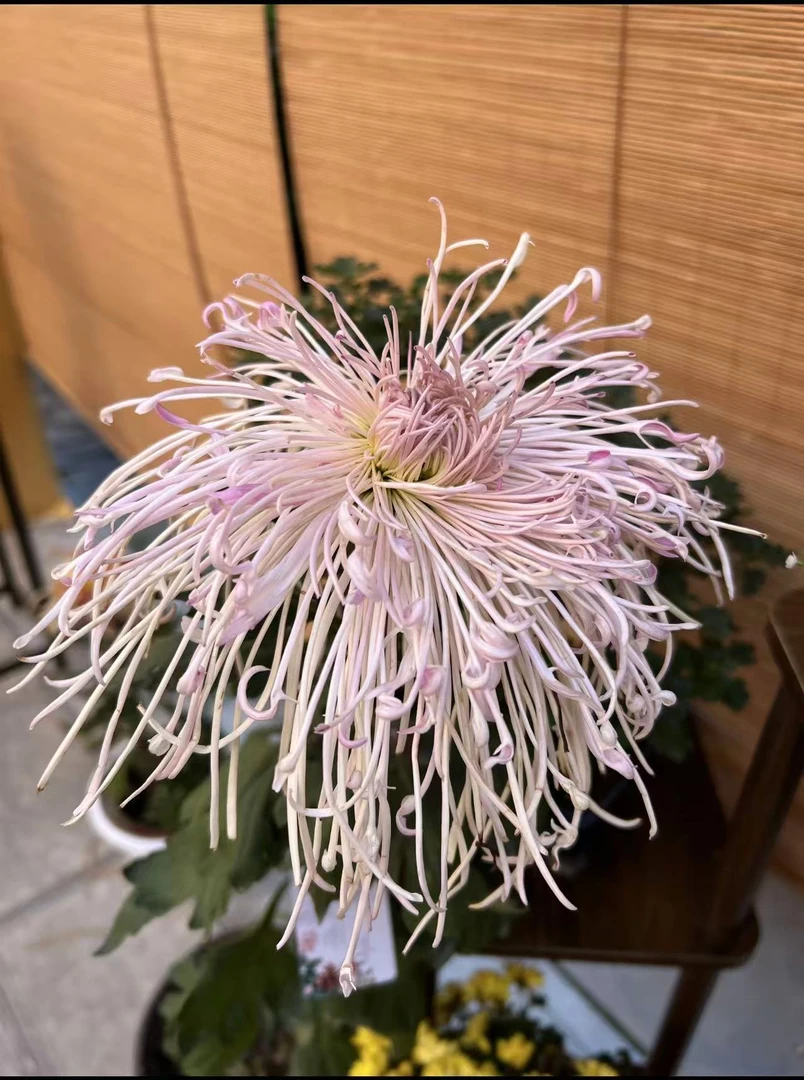 超大花九月菊（粉线穿珠）多季开花好养活
