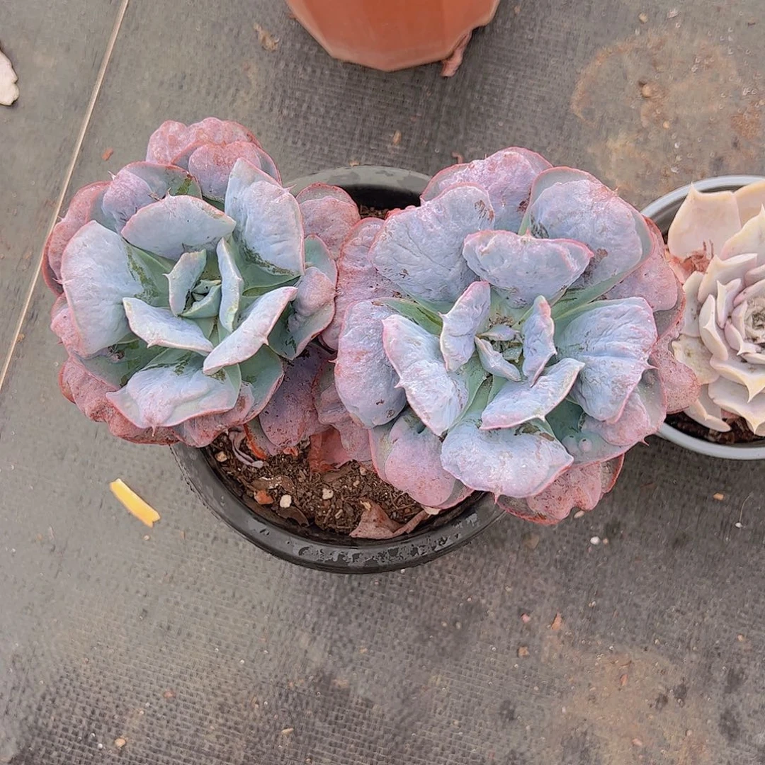 心之悦双头起发老桩多肉