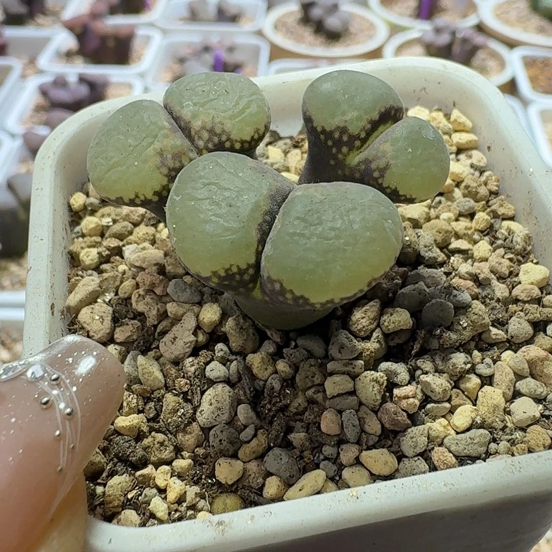 31号三头风铃一物一拍