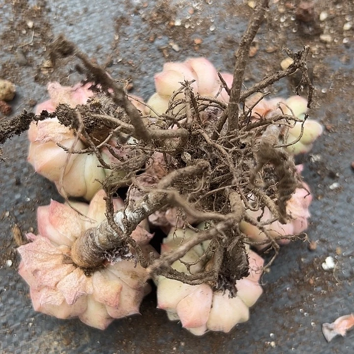 黄金纱罗姬牡丹一物一拍。
