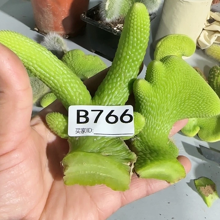 寿**哥青蛇缀化头766