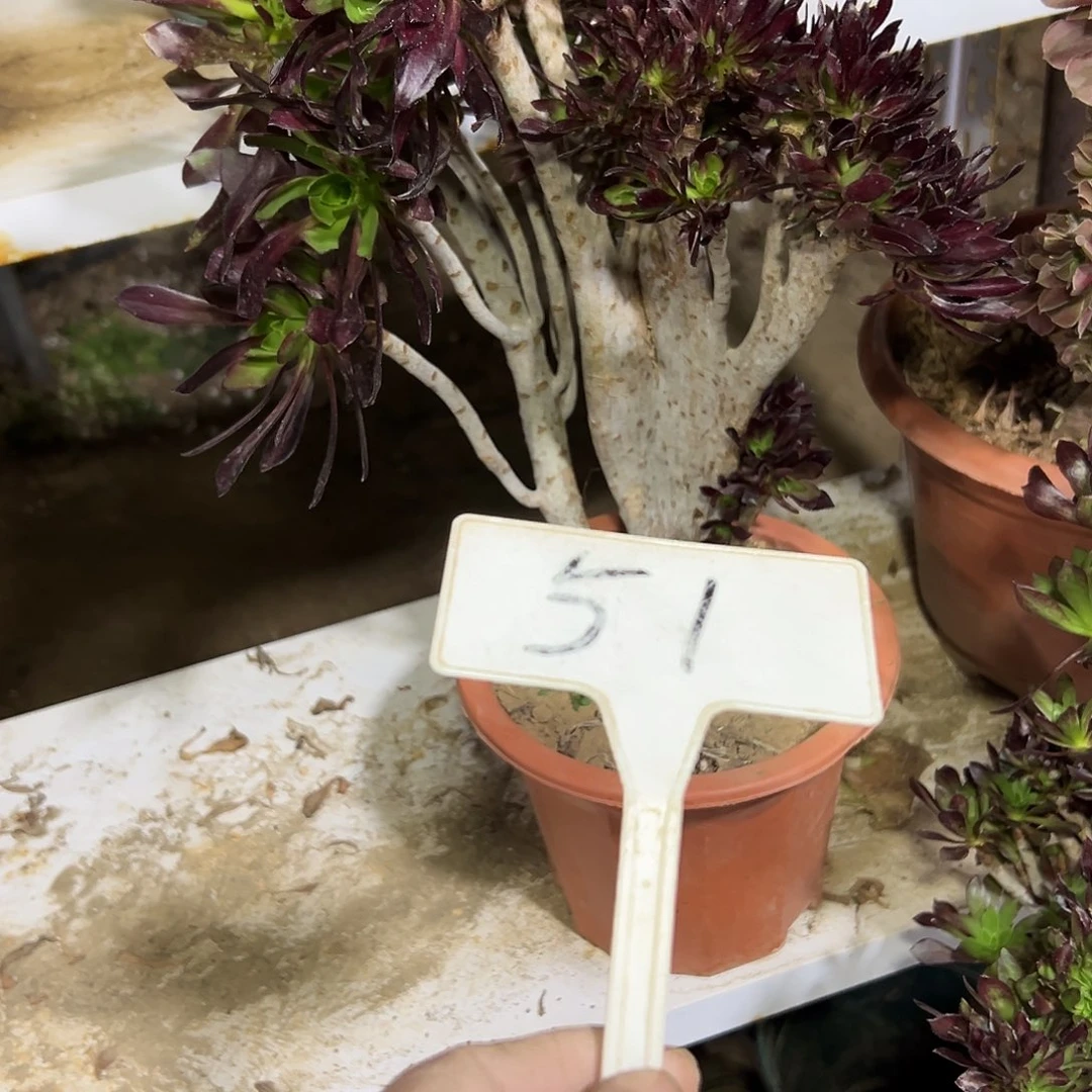 多肉植物黑法师缀花51
