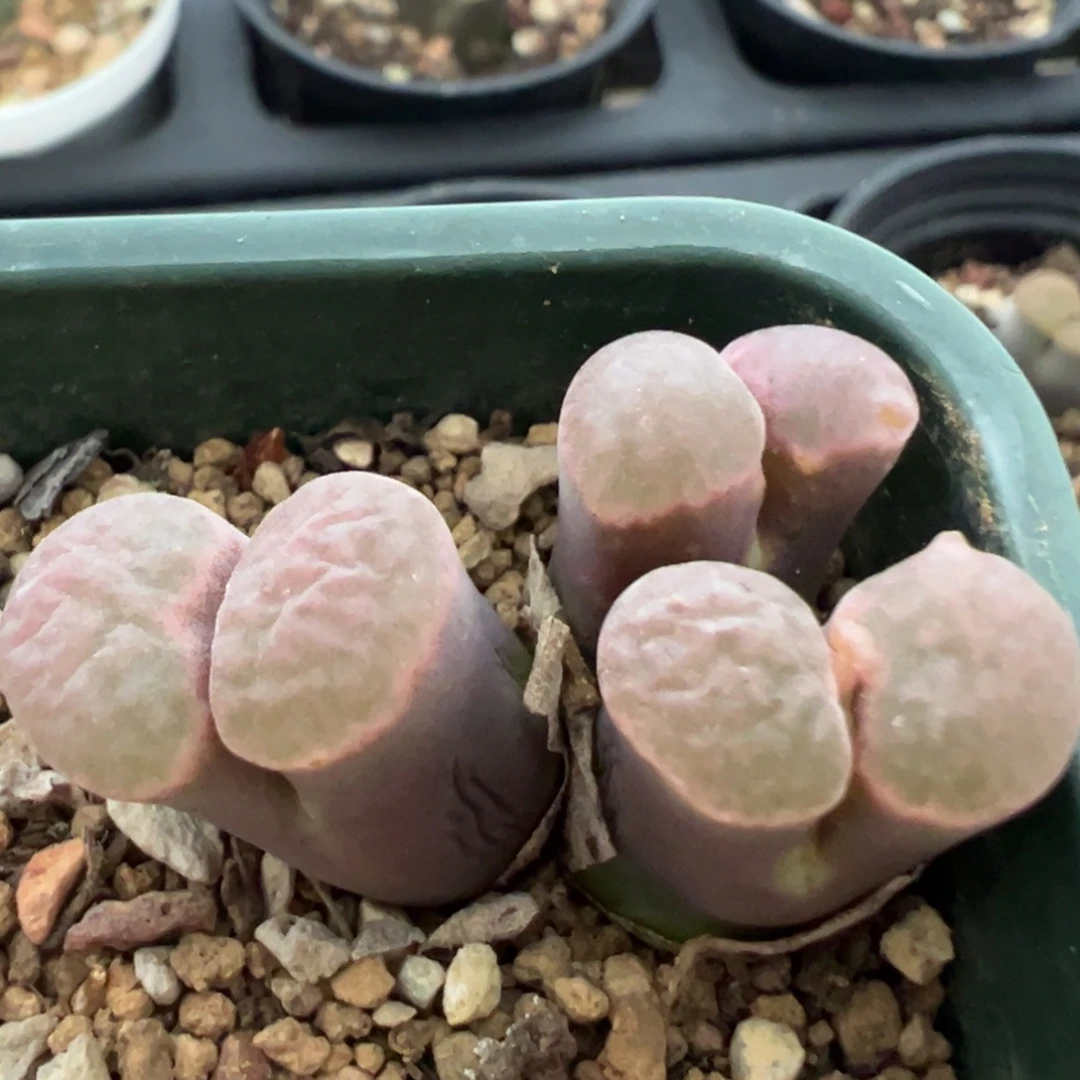 磁铁磁铁。肉锥植物