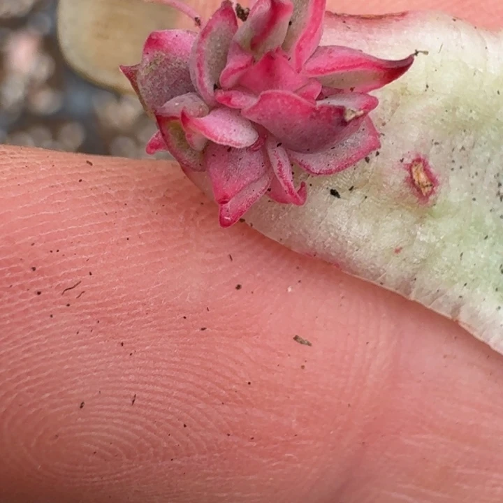 群生覆轮佛洛瑞安娜一物一拍042