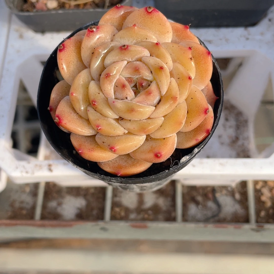 海梦多肉9.9包邮发货