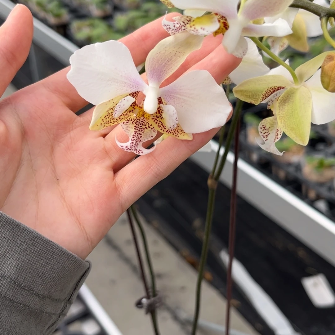 无花朵2.8寸西交888苗（花期不保）