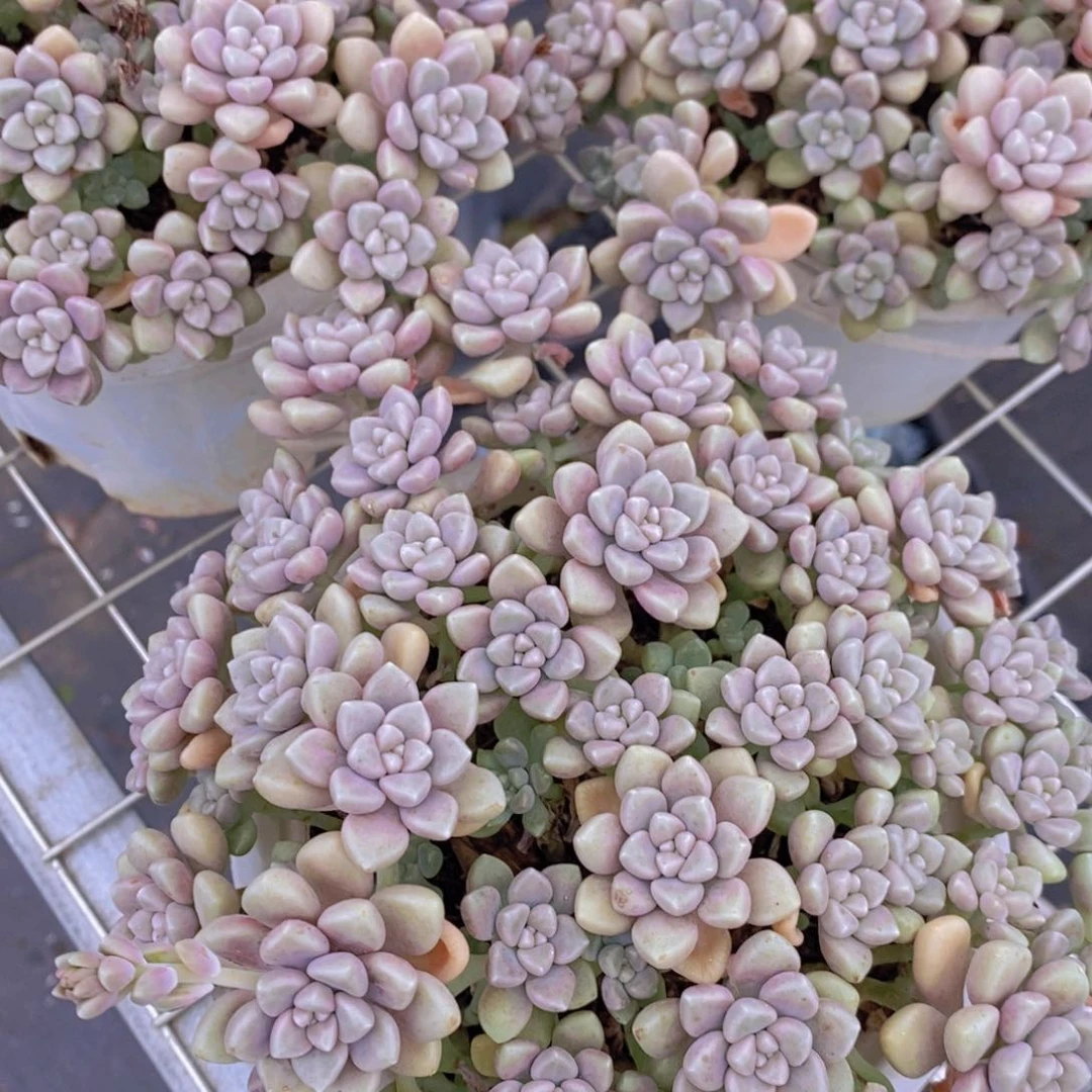 丸叶姬秋丽多头群生带盆土