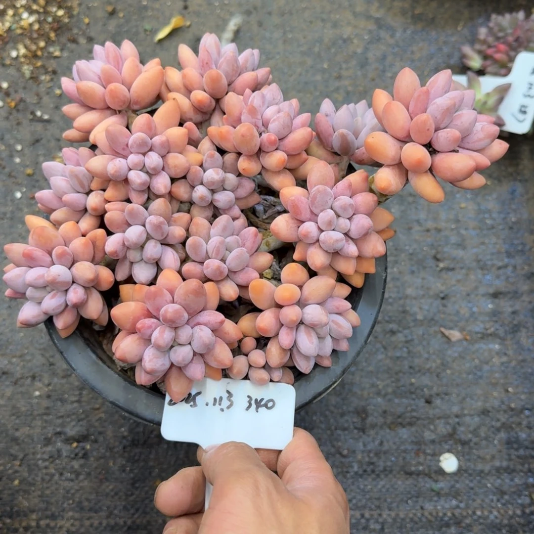 一物一拍粉色恋人340