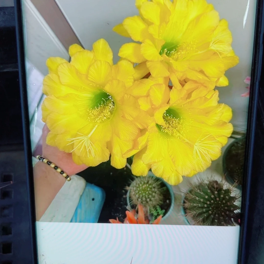 下83毛克劳斯歪无根侧芽4公分左右20包邮