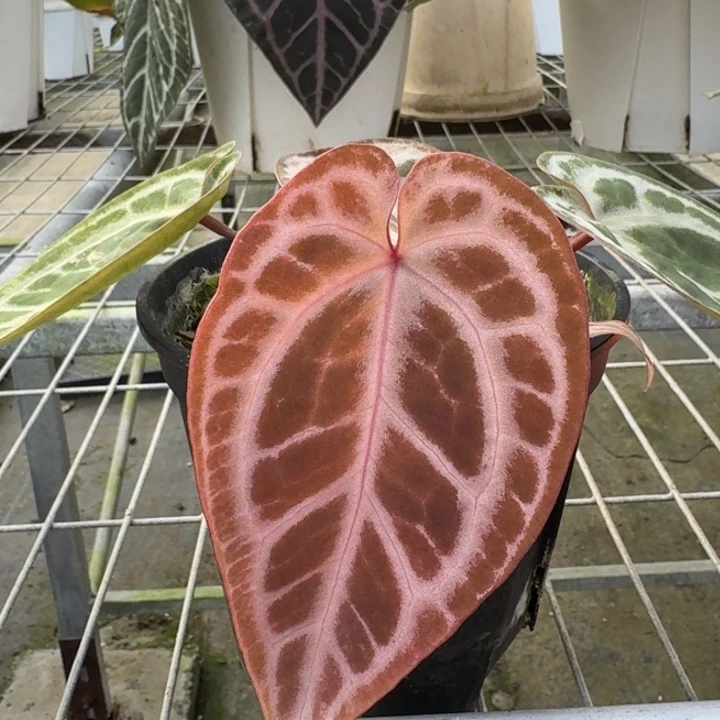 完全开放7号skg灰红杂龟壳灰