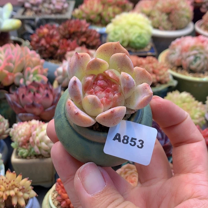 一物一拍含盆土满38包邮A853