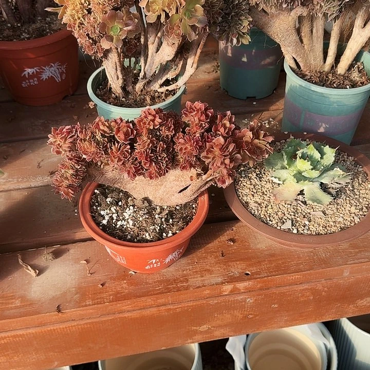 乔*多肉植物满20包邮