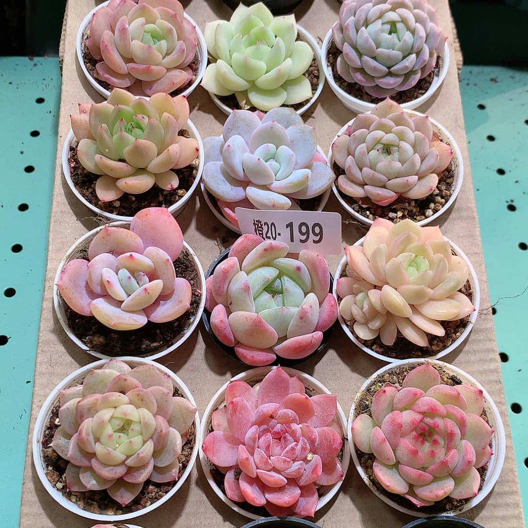 20-199一物一拍带盆18颗。