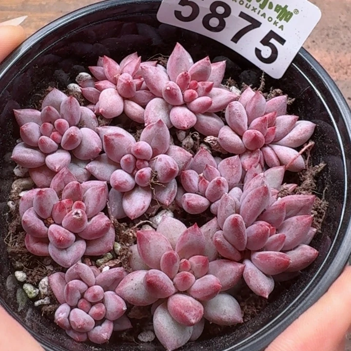 人****9多肉植物多肉植物