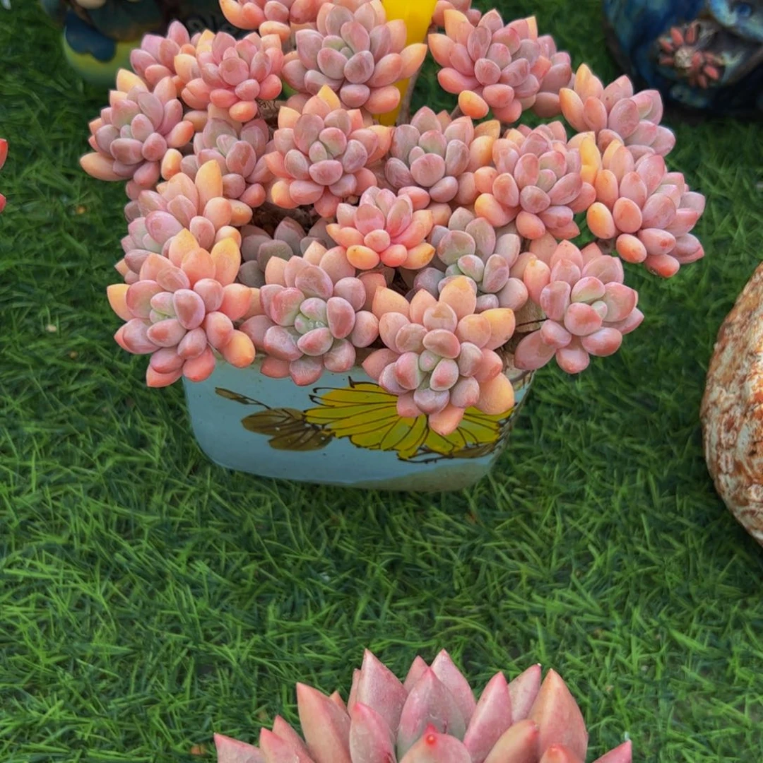 丁****ᰔ手捧花木糖醇26号