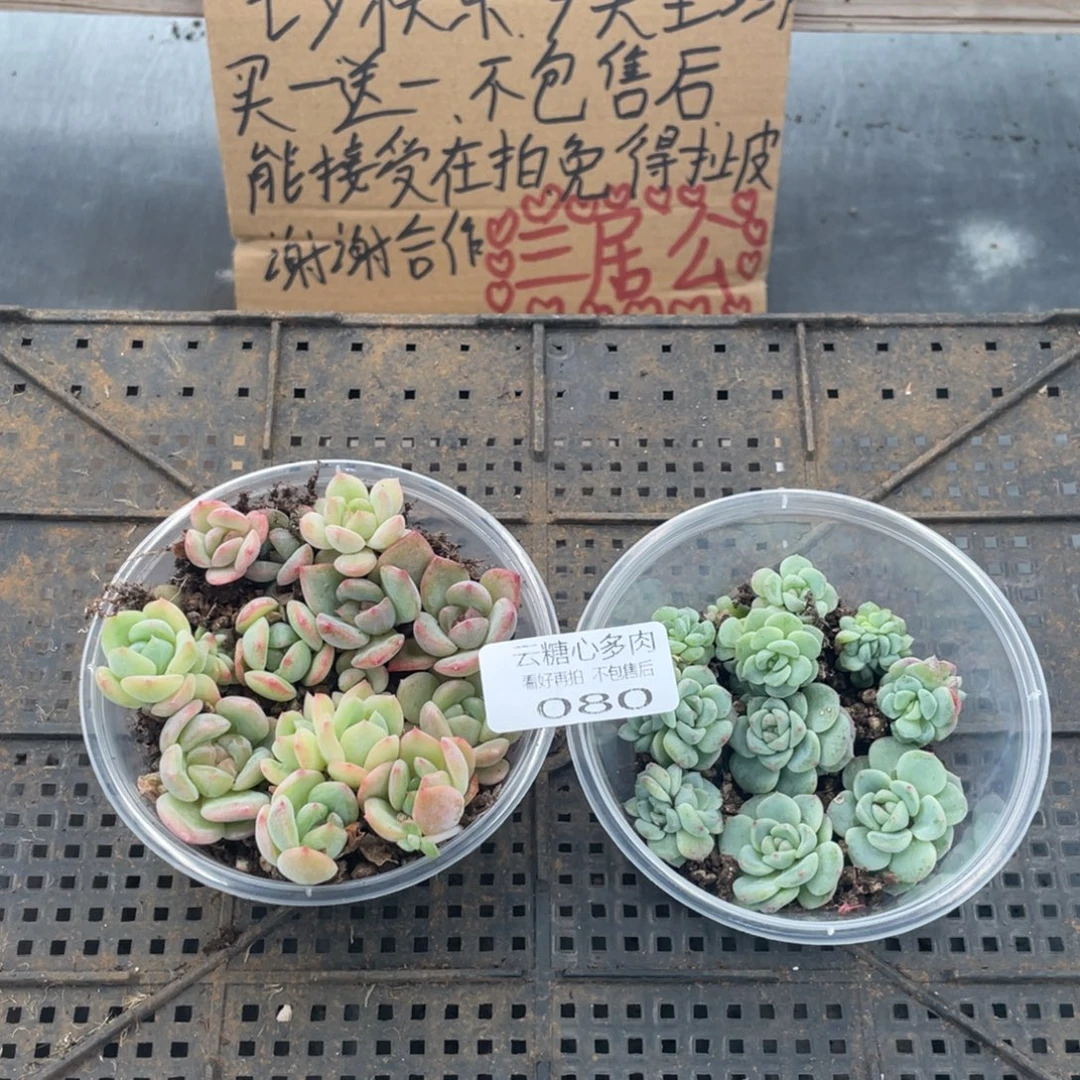 云糖心多肉植物80