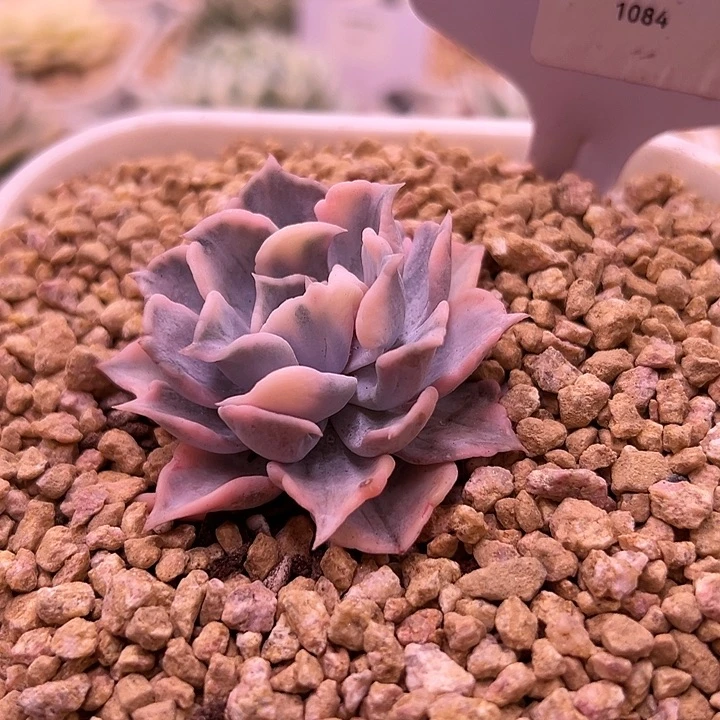 1084号丽娜莲锦多肉