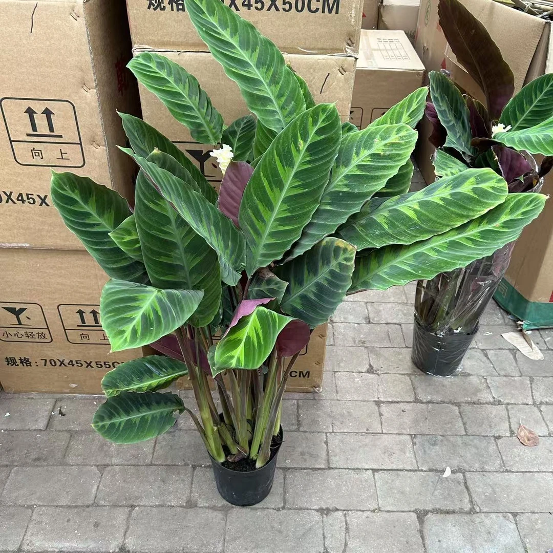 紫贝天鹅绒竹芋盆栽