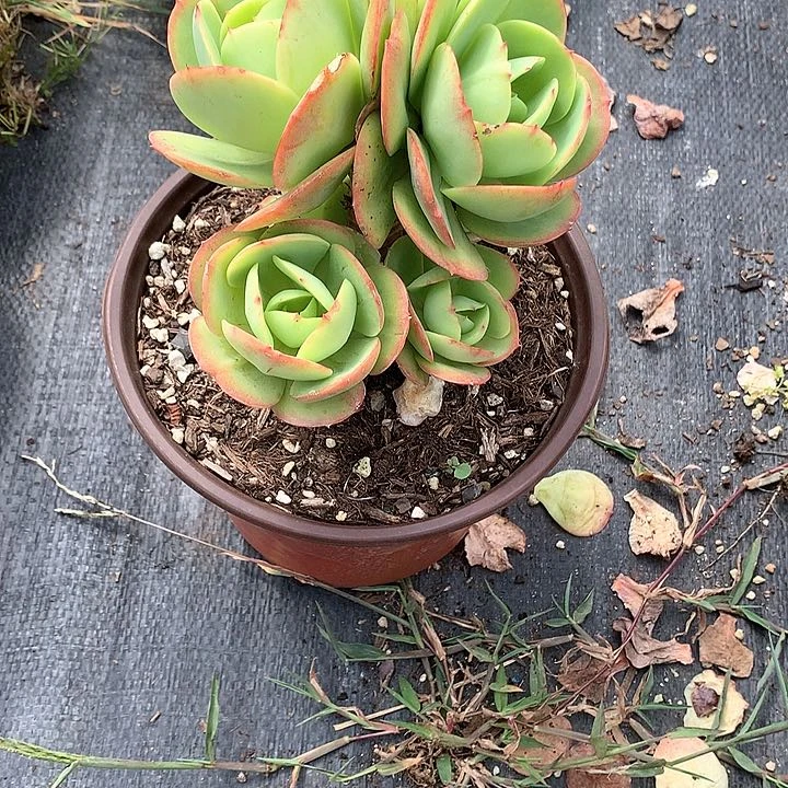 无花朵陈*多肉植物2545555