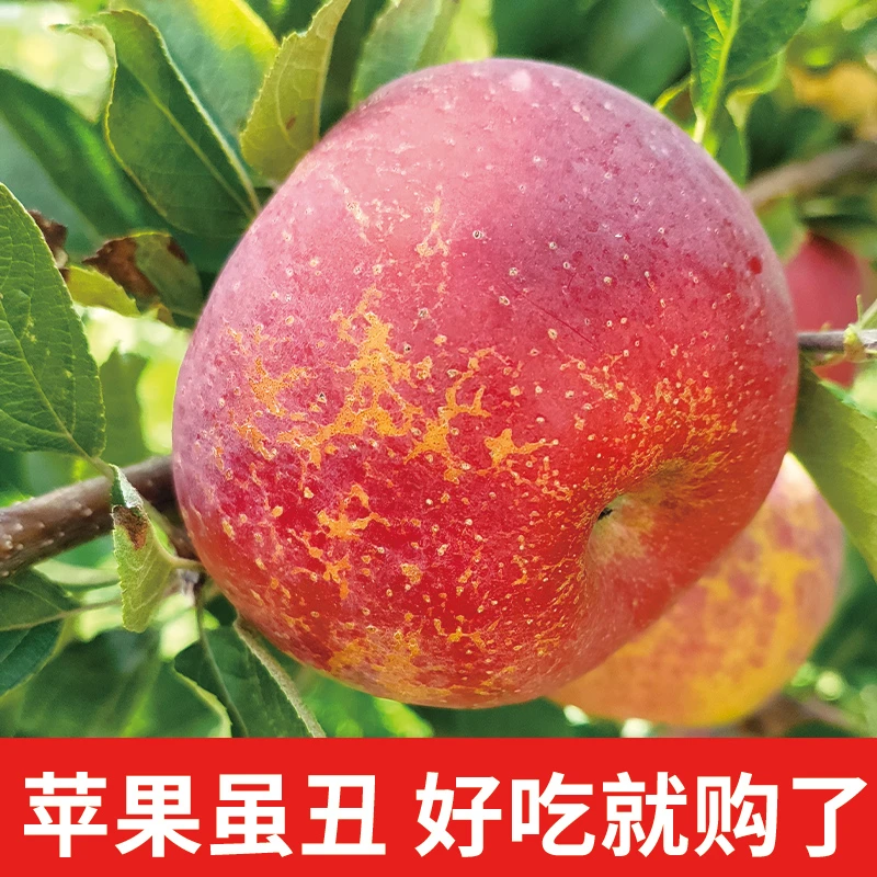 【云南昭通丑苹果】脆甜爽口冰糖心新鲜现摘应季孕妇水果产地包邮Jd