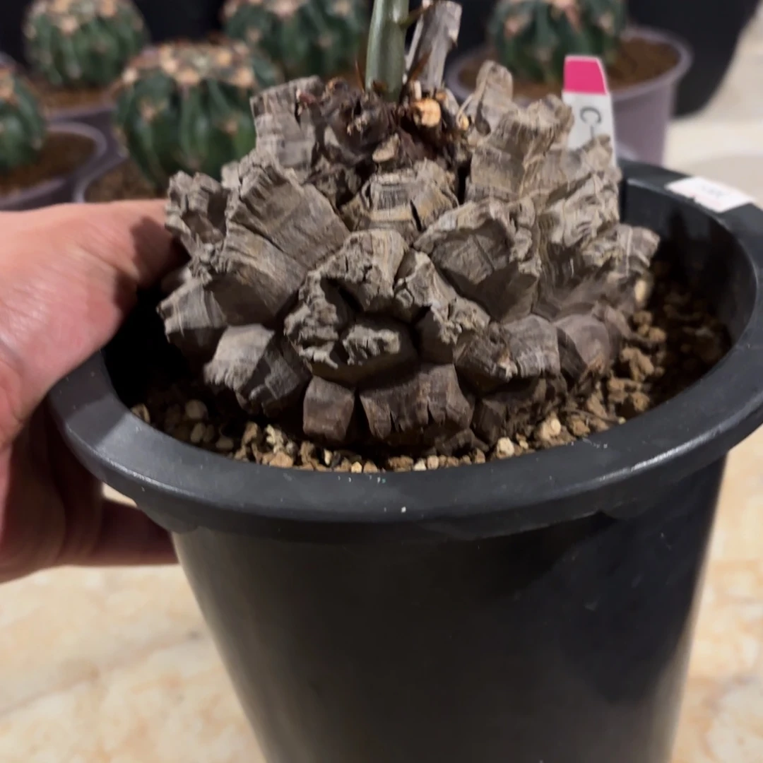 龟甲龙带盆包邮发货