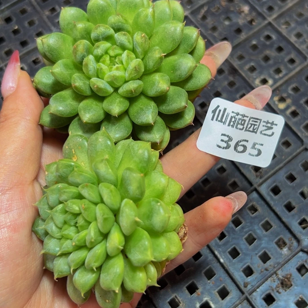 365的人都是这样的吗笑而不