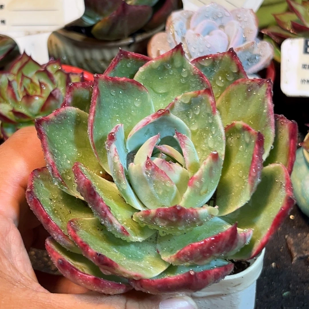 惊鸿一瞥多肉植物