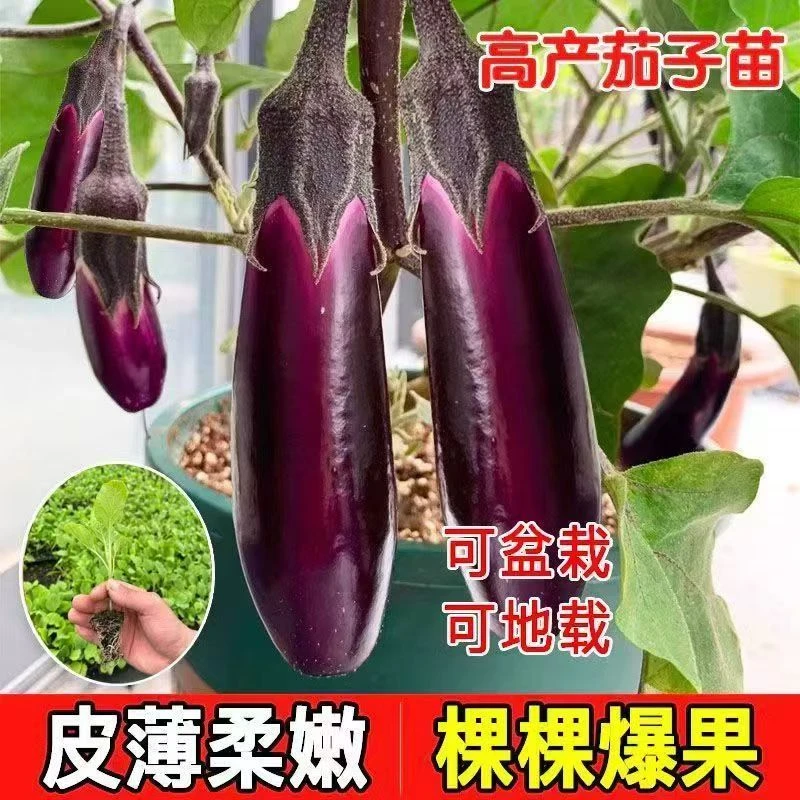 【高产茄子苗】紫长茄子苗黑长茄苗杭茄苗紫圆茄苗青茄苗白茄苗盆栽
