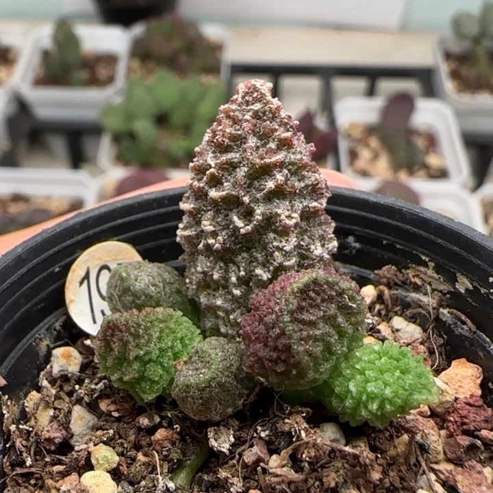 园艺水泡多肉植物