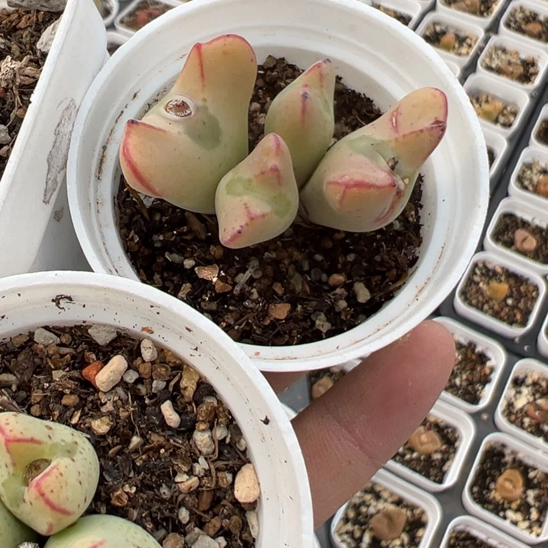 花**界36多肉植物百科知识