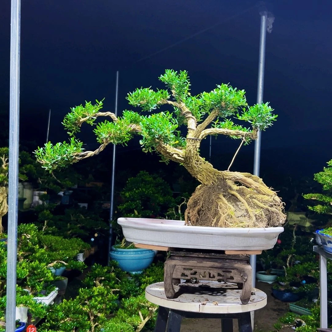 完全开放广东黄杨木盆景