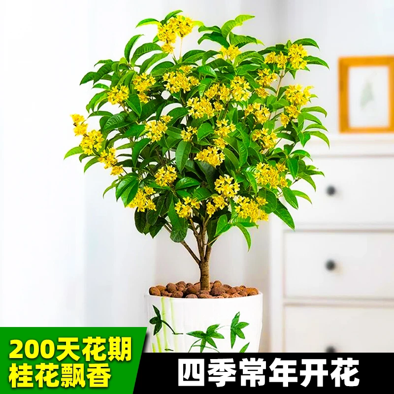 四季黄金桂月月开花浓香带香味桂花盆栽阳台庭院种植耐寒花园植物