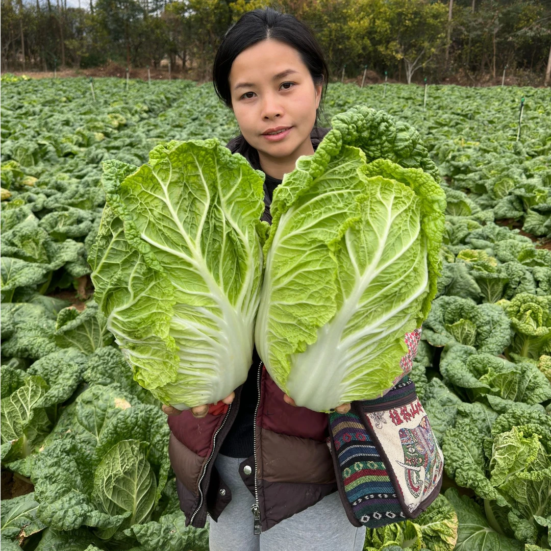 现砍现发 新鲜白菜