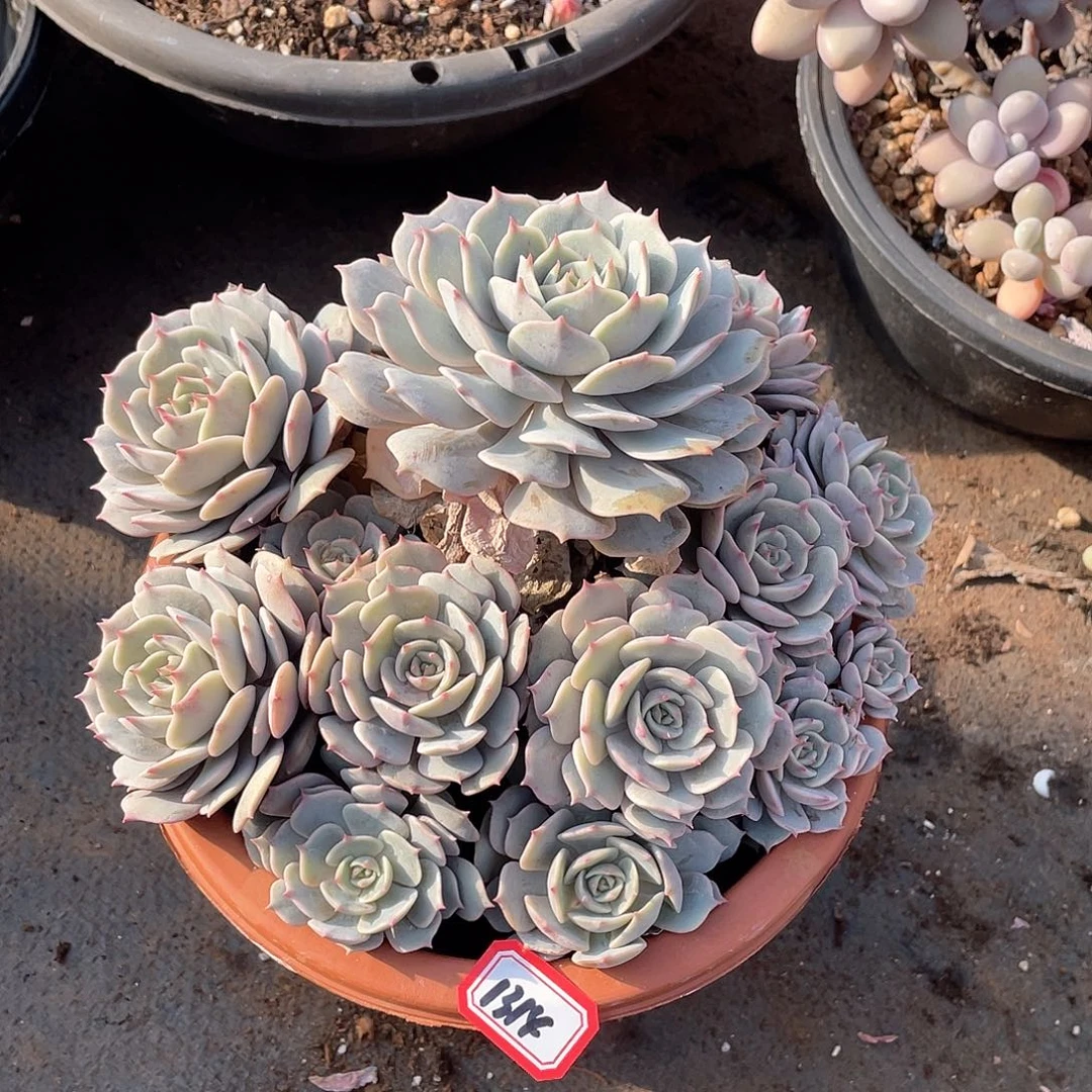 1314粉蝶一物一拍多肉