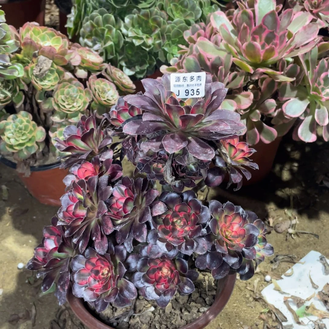 935花福蝶多肉法师断枝不包