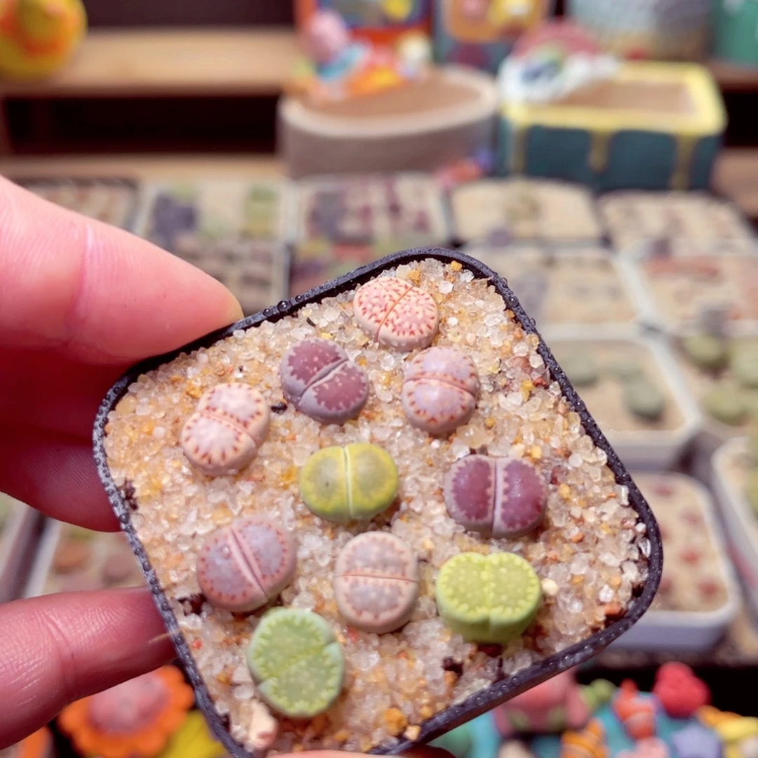 173号带盆包邮发货