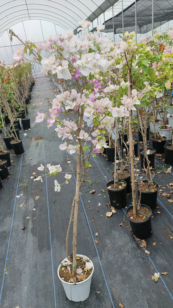 【口红】三角梅高飘盆苗盆景花卉绿植四季开花直播