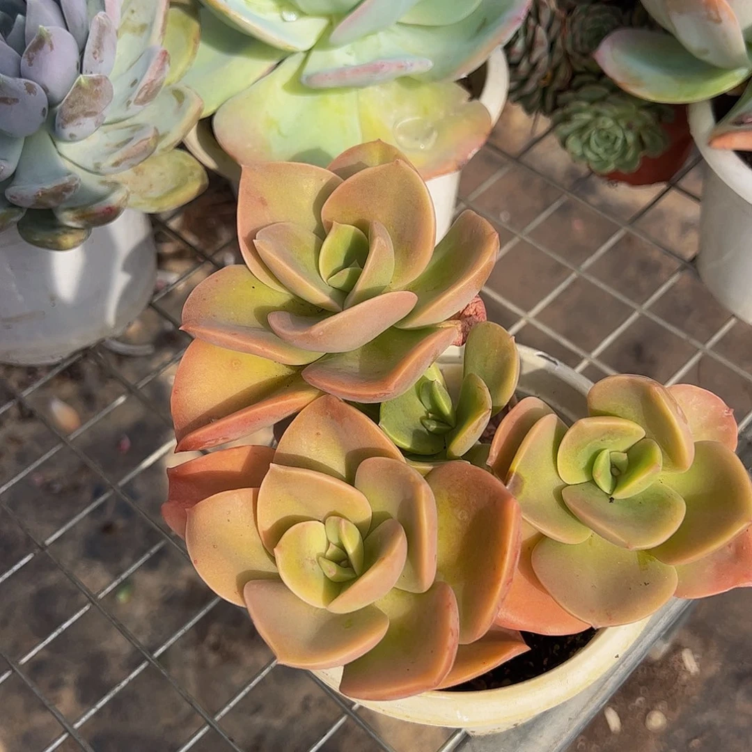 贺氏多头群生老桩