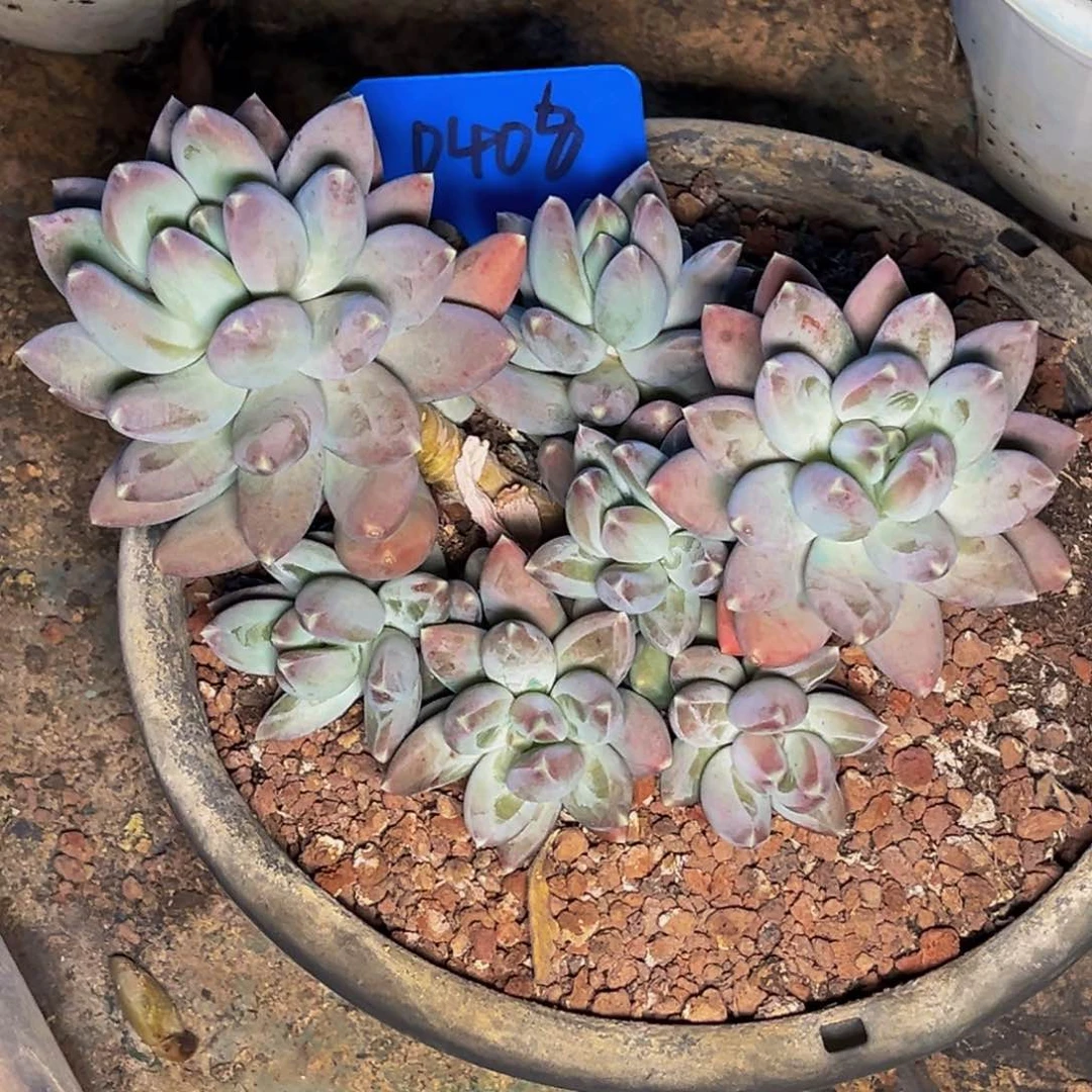 0408号晚上多肉植物群生多肉植物