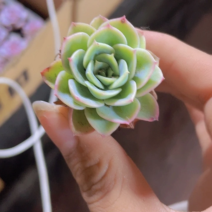 20精品橙黄2颗一组
