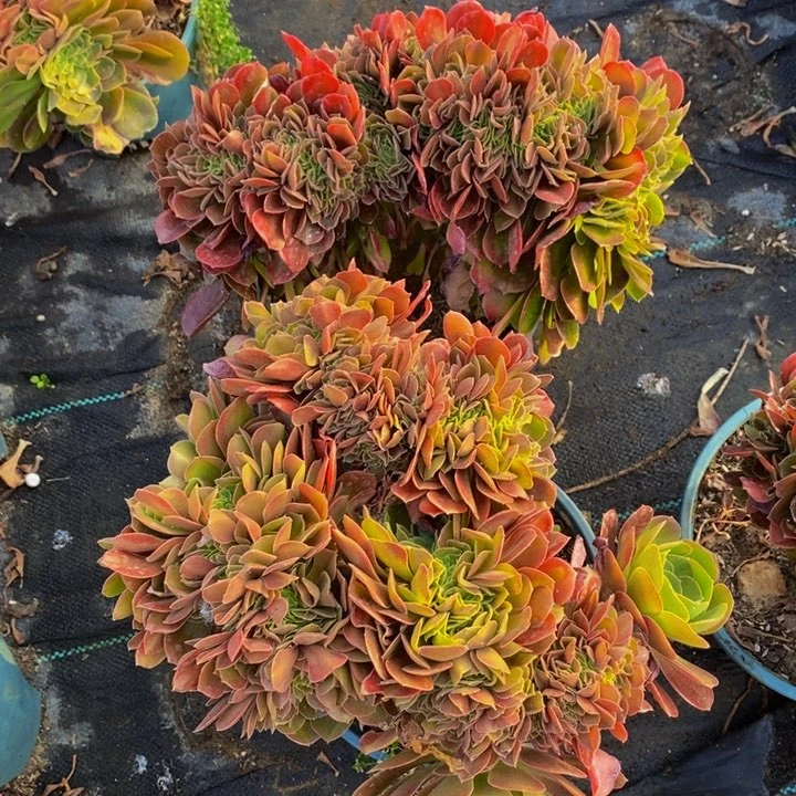 用****5玫瑰一组多肉植物