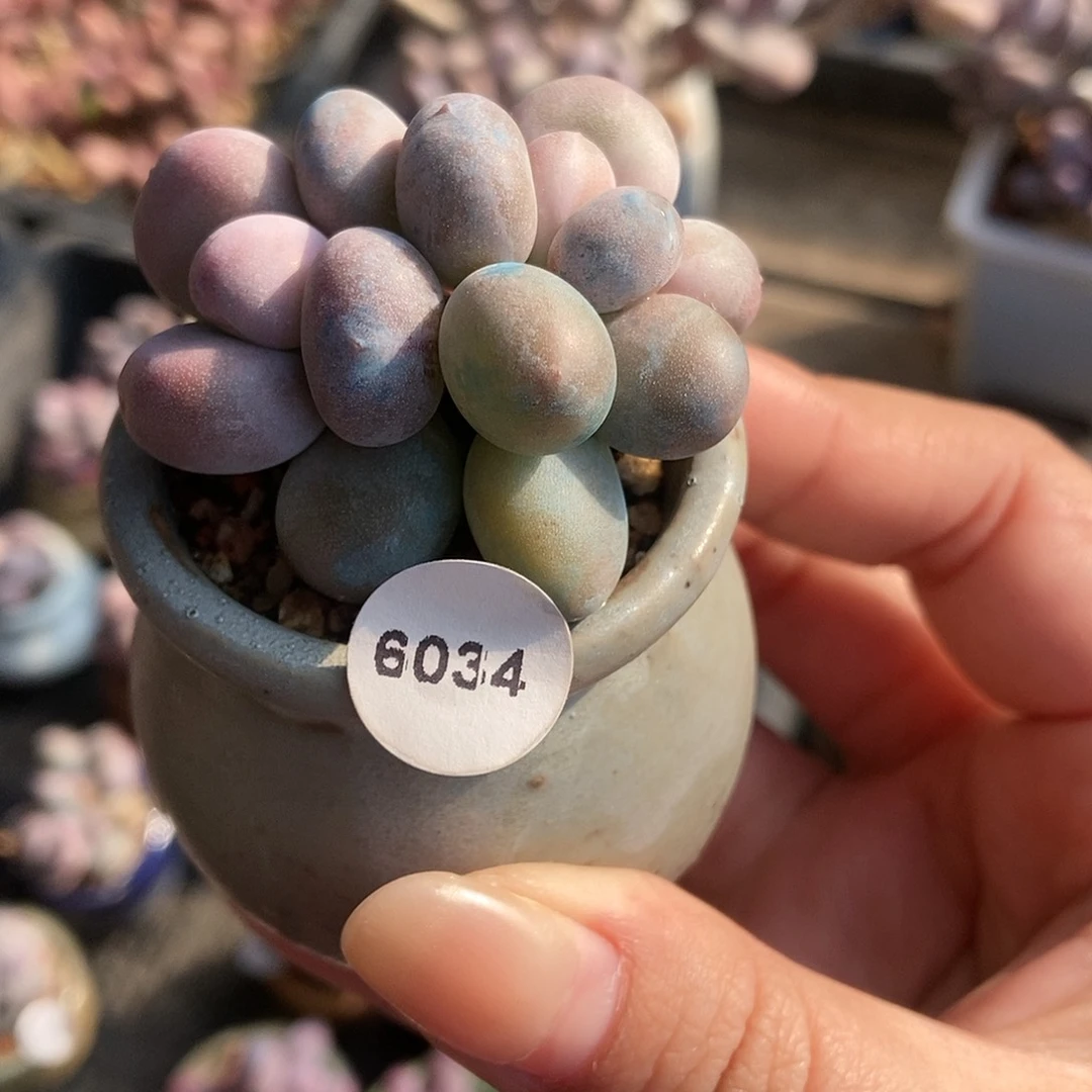 6034蛋黄奶酪带盆土