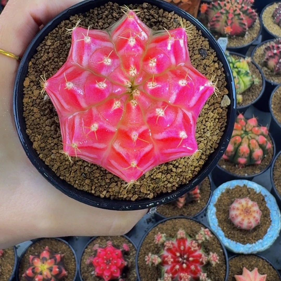 梦想candy000000000000009