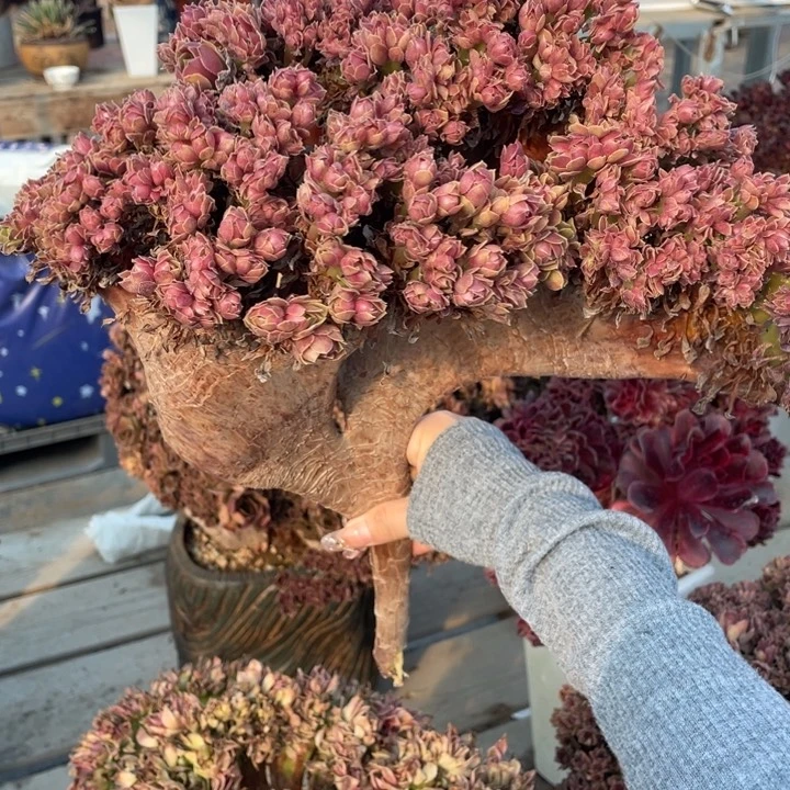 ?****?多肉的鱼是不太行嘛好嘛哈