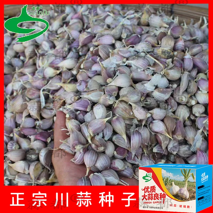 杂交瓣大蒜瓣吃种正宗早蒜苗蒜台蒜红皮蒜批发寒蒜川蒜子