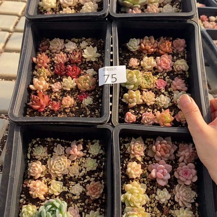 75 多肉植物盆栽花卉