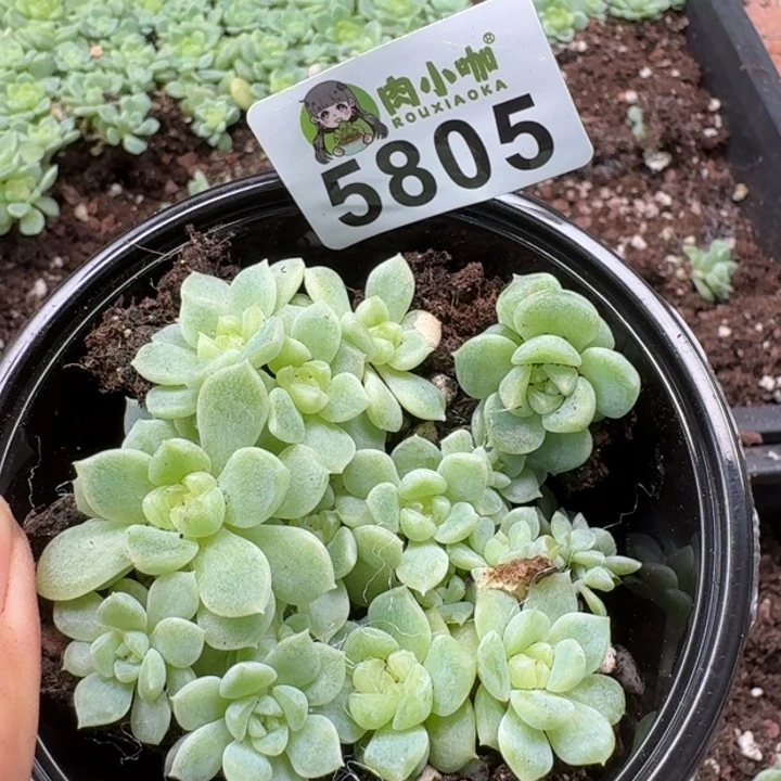 多肉植物多肉植物
