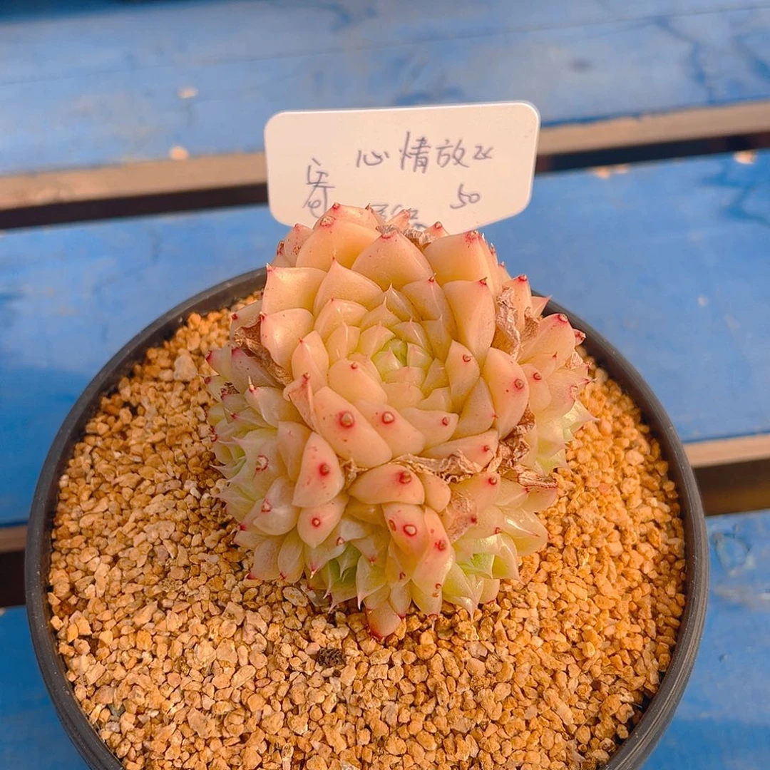 心**飞新品，多肉植物