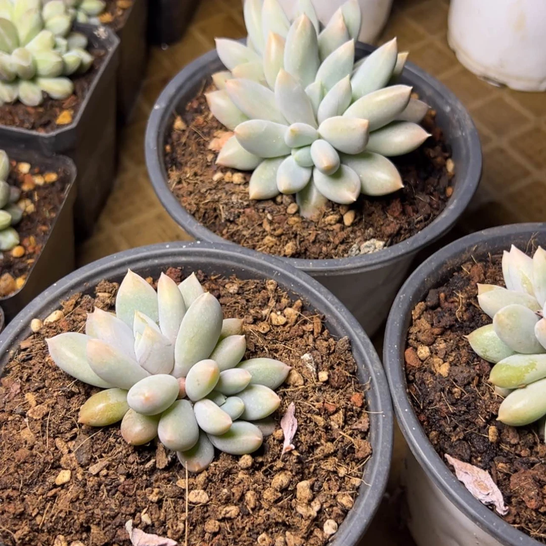 【闪购商品】哥特多肉19.8