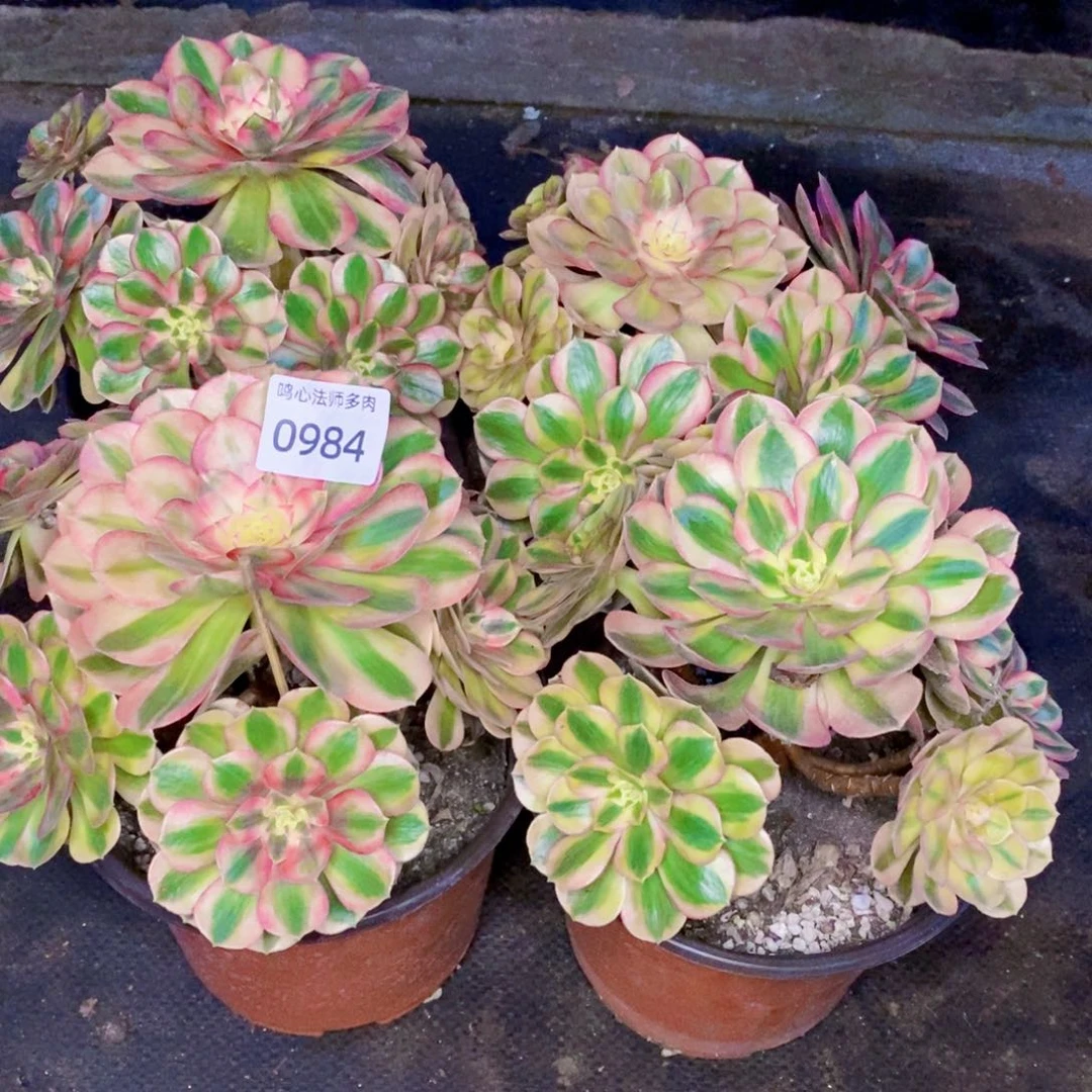 牛*0984荔枝多肉四颗